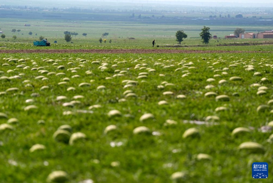 甘く熟したゴビの「緑の宝石」　寧夏・中衛