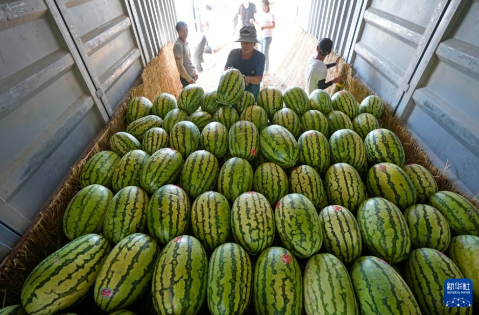 甘く熟したゴビの「緑の宝石」　寧夏・中衛