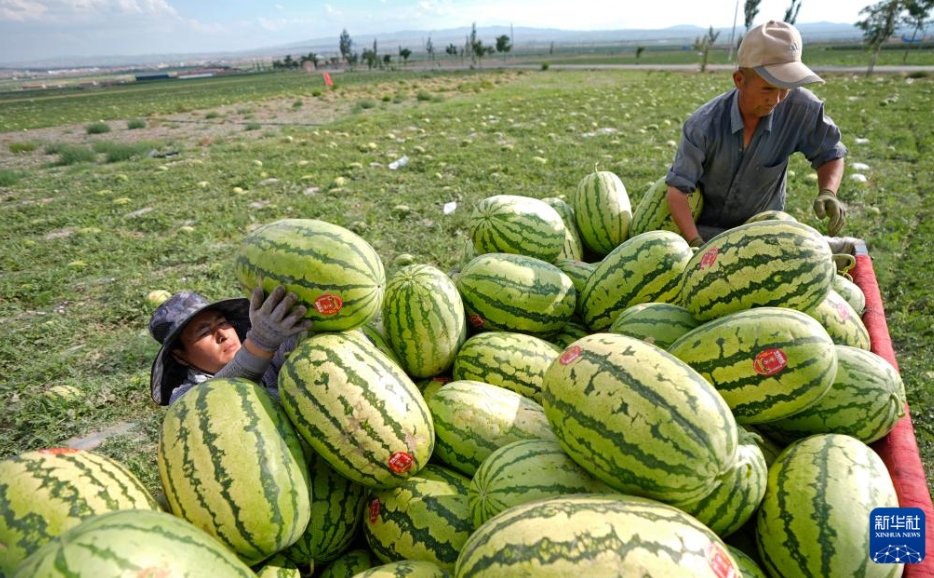 甘く熟したゴビの「緑の宝石」　寧夏・中衛
