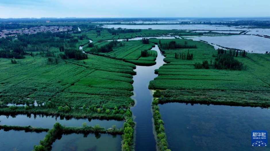 雄安新区の水上の風景（7月23日、ドローンによる撮影・落飛麟）