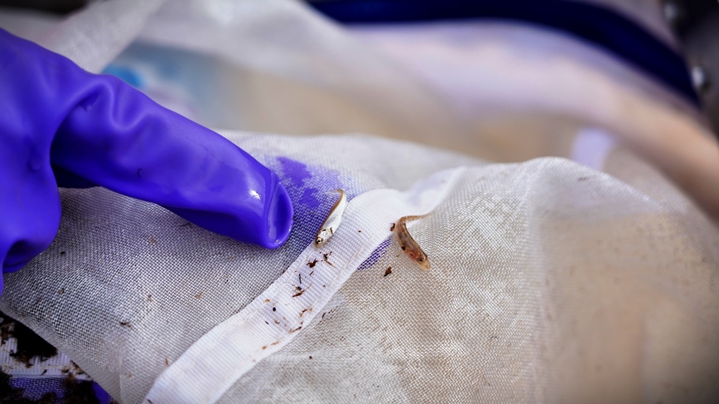 調査員が発見した孵化したばかりの高原特有の魚類。撮影・邱婧熠