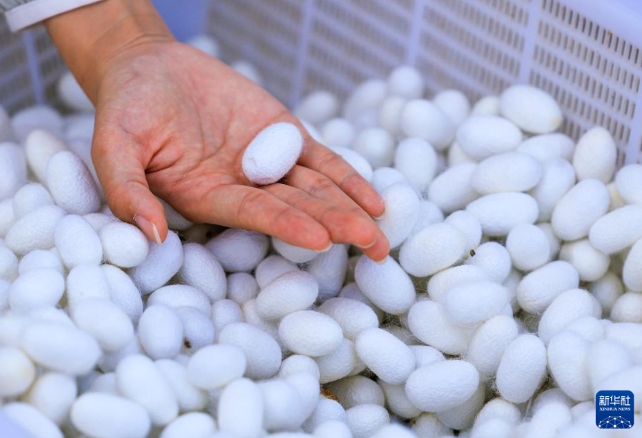 養蚕業で新たな「シルクロード」を開拓　新疆・烏蘇