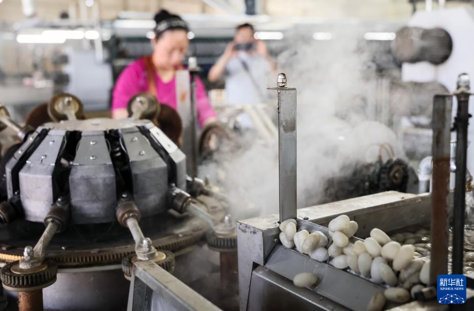 養蚕業で新たな「シルクロード」を開拓　新疆・烏蘇