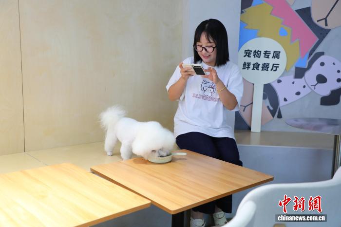 重慶市のあるペット用レストランで、イヌにイヌ用メニューを食べさせる女性（撮影・梁欽卿）。