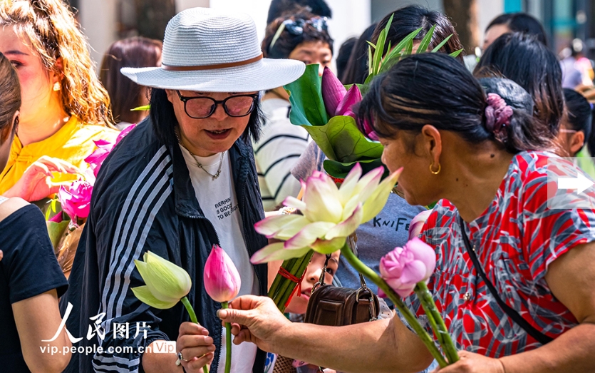 水郷・蘇州の「ハスの花マーケット」　江蘇省