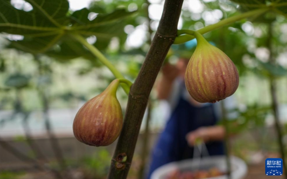 イチジクの収穫シーズン到来　山東省新泰