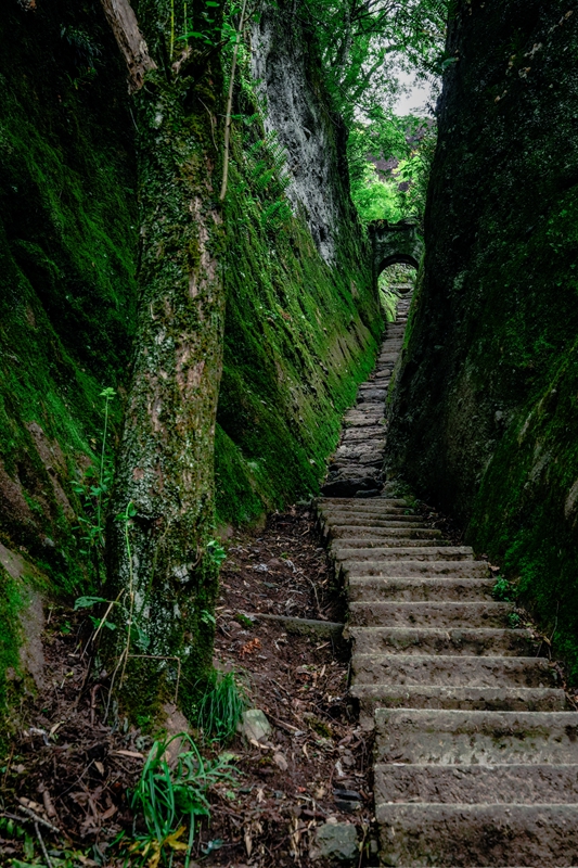 苔むす道