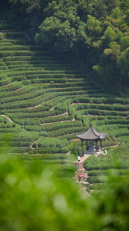 中国茶郷第一村