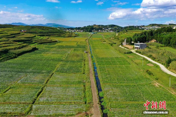 農家の懐潤わすトウガラシの収穫シーズン到来　貴州省威寧