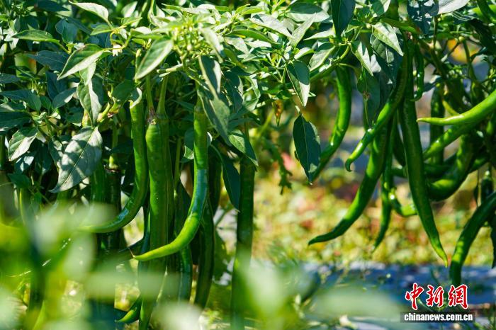 農家の懐潤わすトウガラシの収穫シーズン到来　貴州省威寧