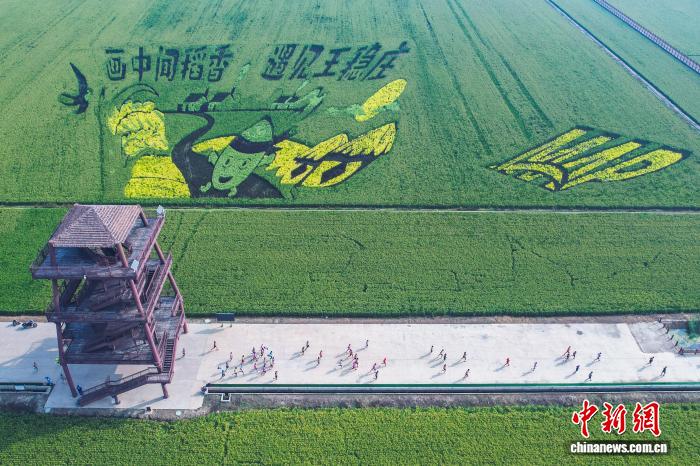 天津市の王穏荘に広がる広大な稲田アートの中を走るランナー（9月14日、ドローンによる撮影・佟郁）。