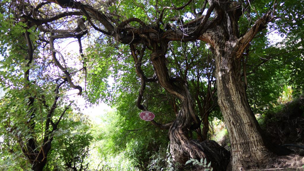 左貢県繞金郷左巴村で撮影された樹齢416年の野生ブドウの木（写真左、9月12日撮影・格桑朗傑）。