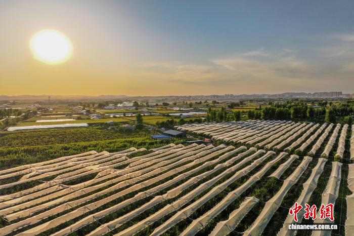 真っ赤な「鶏心果」が収穫シーズンに　内蒙古・扎魯特