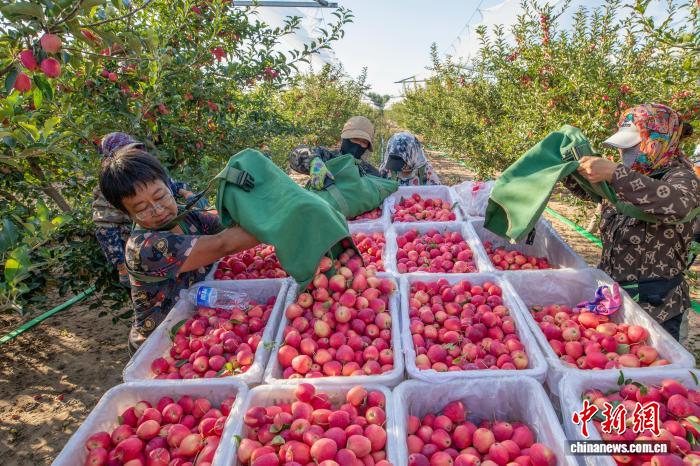 真っ赤な「鶏心果」が収穫シーズンに　内蒙古・扎魯特