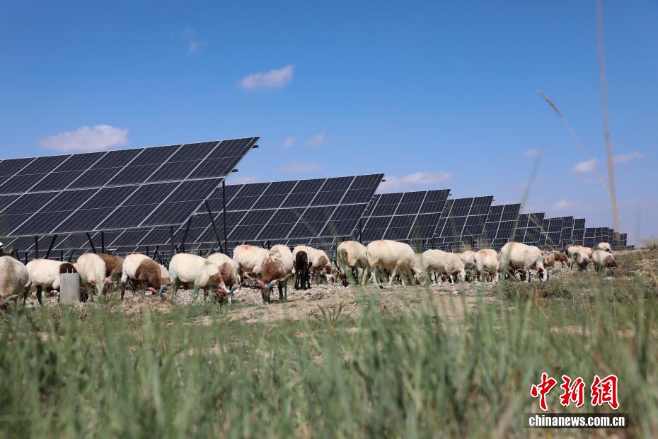 世界最大発電量の太陽光発電園区に「ソーラー羊」の出荷シーズン到来　青海省