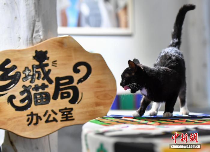 「猫局長」が就任、人気高まる千年の愛猫文化　四川省郷城