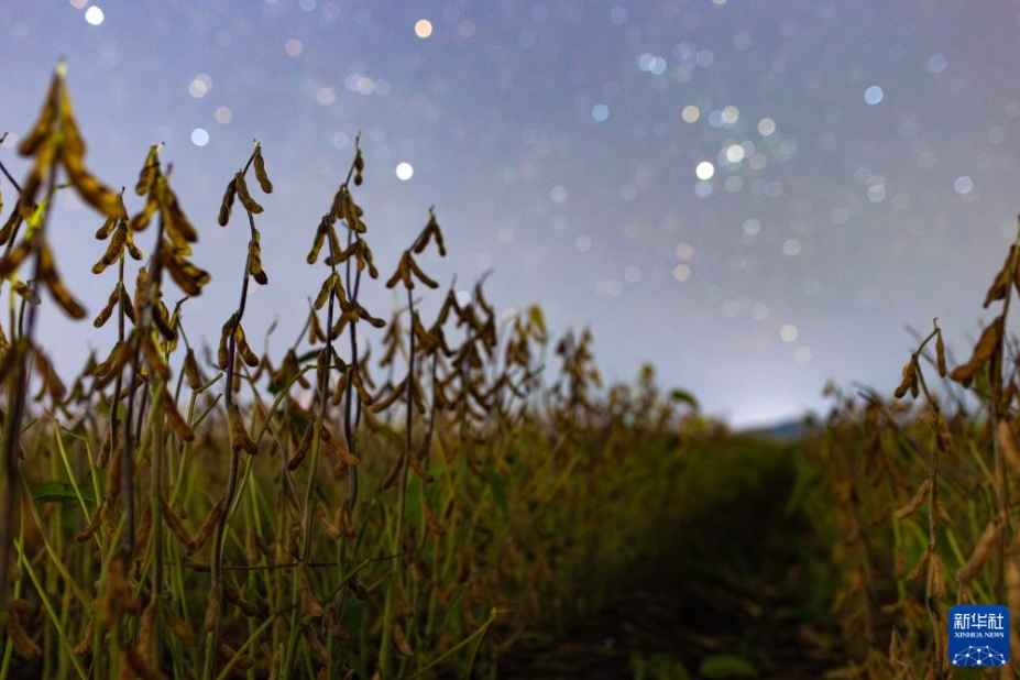 星空の下に広がる中国東北エリアの豊作風景　黒竜江省