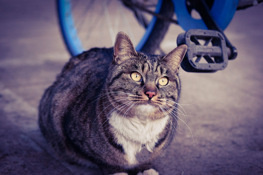 開封で出会った猫　ネームプレートは「虎姐 ♀」