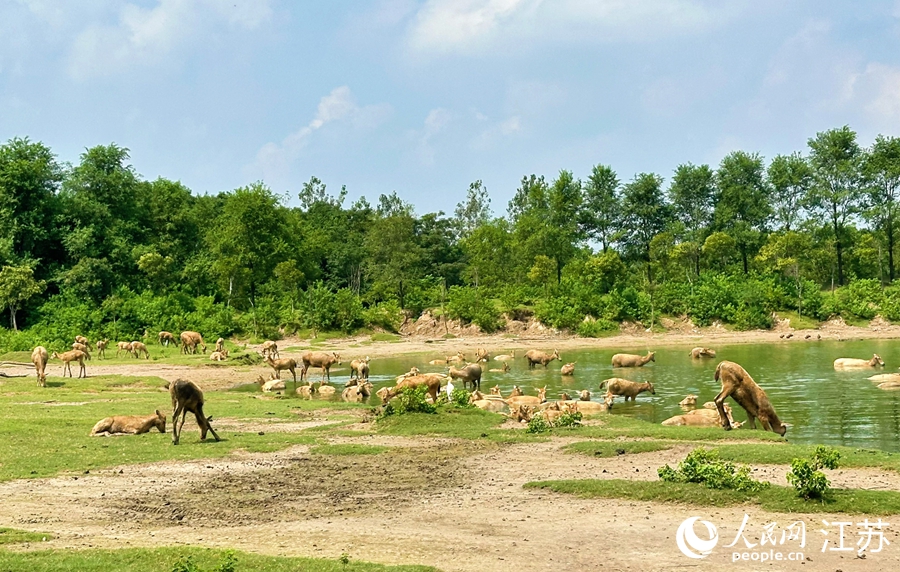 2025年世界沿岸フォーラムが江蘇省塩城市で開幕