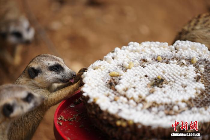 動物たちが味わう特製の「月餅」　雲南省昆明