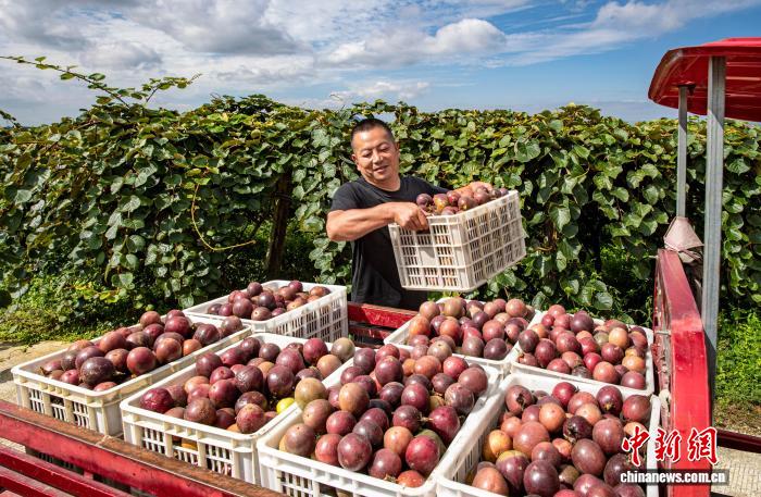 農園内に漂うパッションフルーツの香り　貴州省黔西