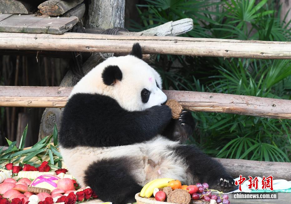 中秋節にはパンダにも特製月餅　重慶動物園