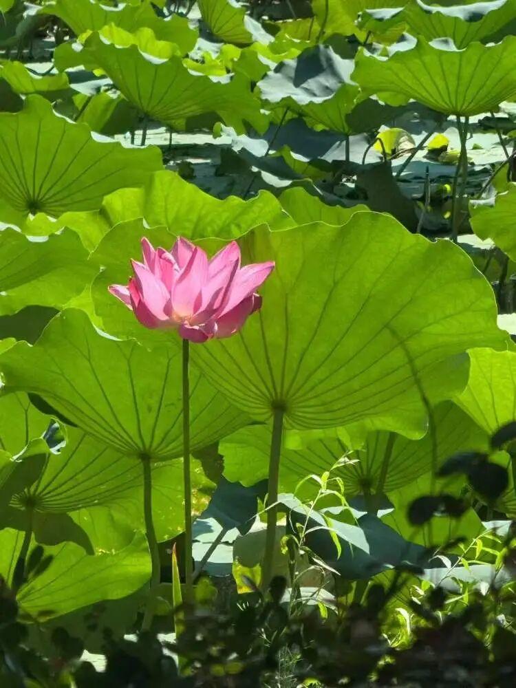 10月になっても満開が続くハスの花（写真提供・新聞晨報）。