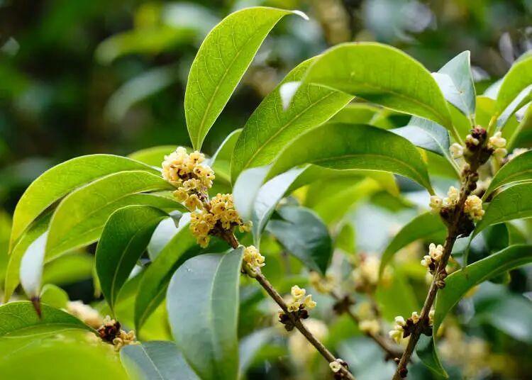 10日朝に上海植物園で撮影されたキンモクセイの花（写真提供・新聞晨報）。