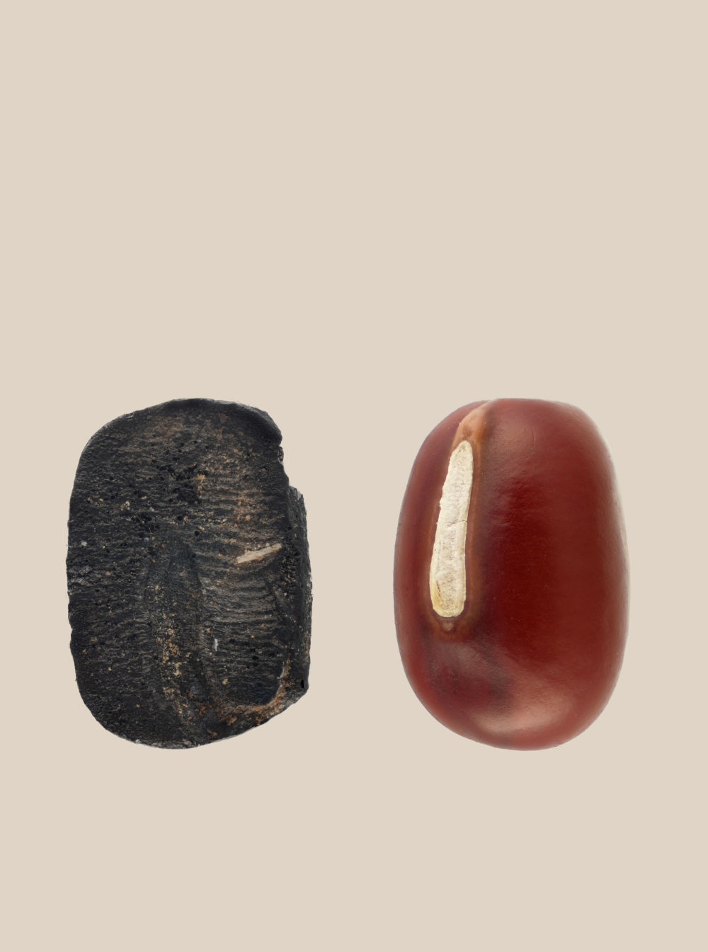 今回発見された古代炭化アズキと現代のアズキの比較（2025年8月13日撮影）。画像提供：山東大学考古学院