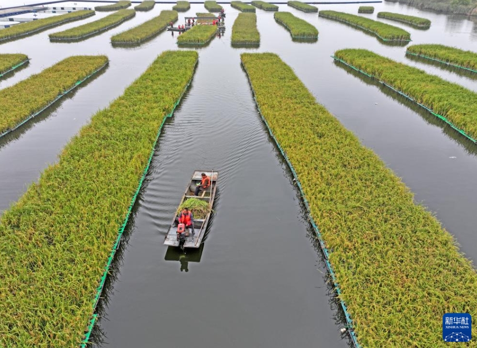 豊作を迎えたフロート式栽培の水稲　安徽省淮南