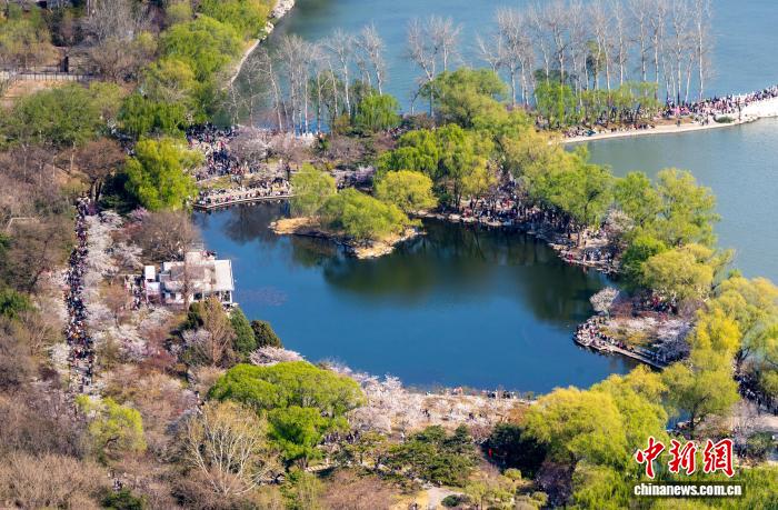 花の見頃を迎え、多くの花見客が訪れた玉淵潭公園の一角（2025年3月撮影・張煒）。