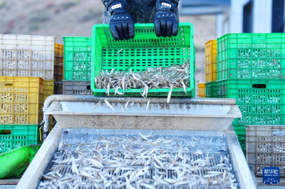 ワカサギ漁と観光を融合し、発展目指す竜羊峡ダム　青海省