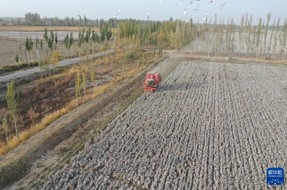 豊作を迎えた綿花畑で収穫シーズンスタート　新疆