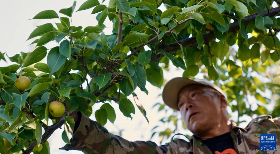 南果梨の加工産業が農村振興をバックアップ　遼寧省海城市
