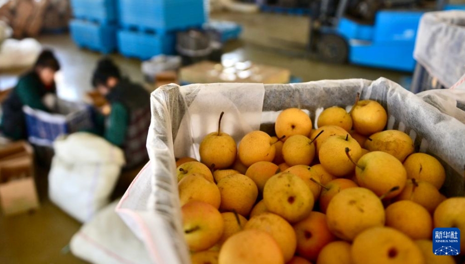 南果梨の加工産業が農村振興をバックアップ　遼寧省海城市