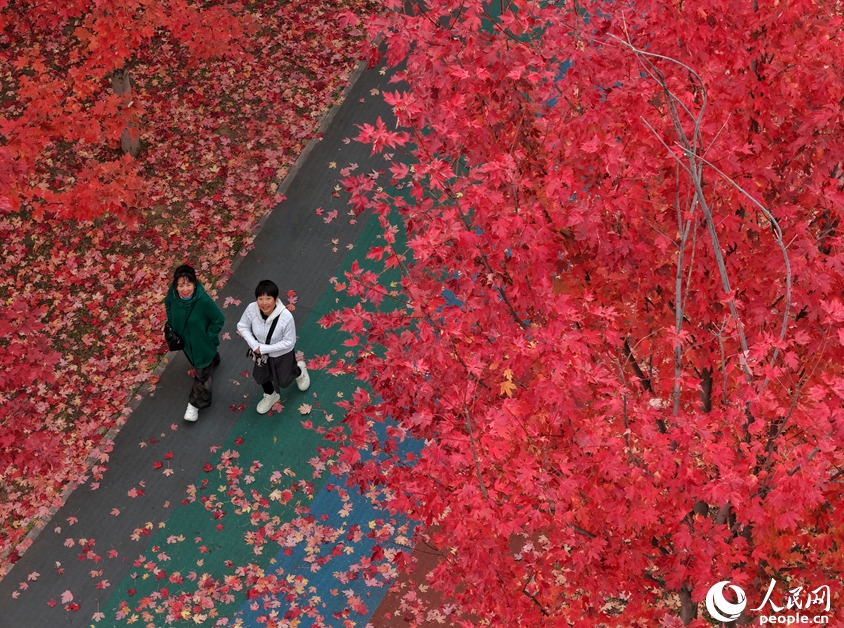 長春市の月荷文化園で紅葉したカエデを眺める観光客(10月20日撮影・李洋)。