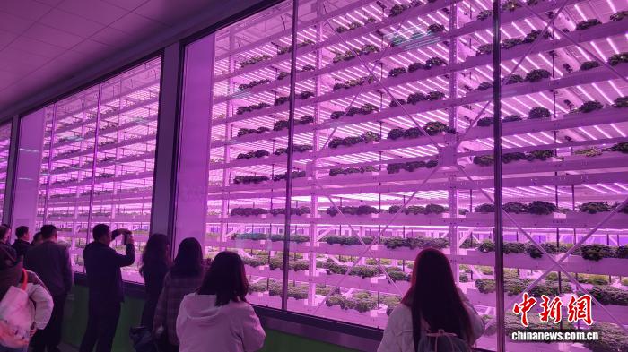 植物工場の内部の様子。 撮影・呉西檬