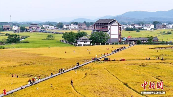 稲田をそぞろ歩く観光客(撮影・湯暁逵)。