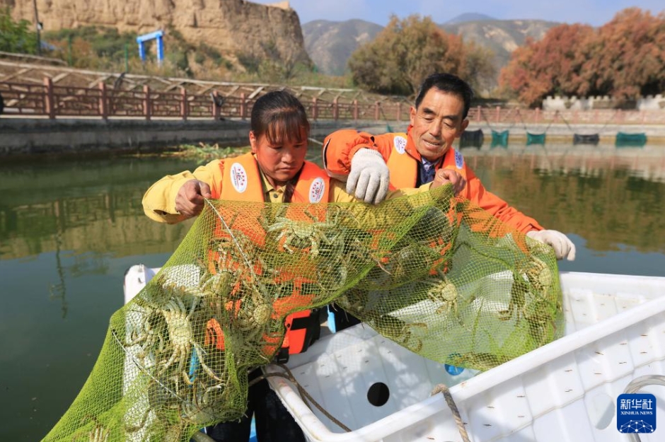 甘粛省定西市安定区魯家溝鎮で、上海ガニを水揚げする作業員(10月27日撮影・王克賢)。