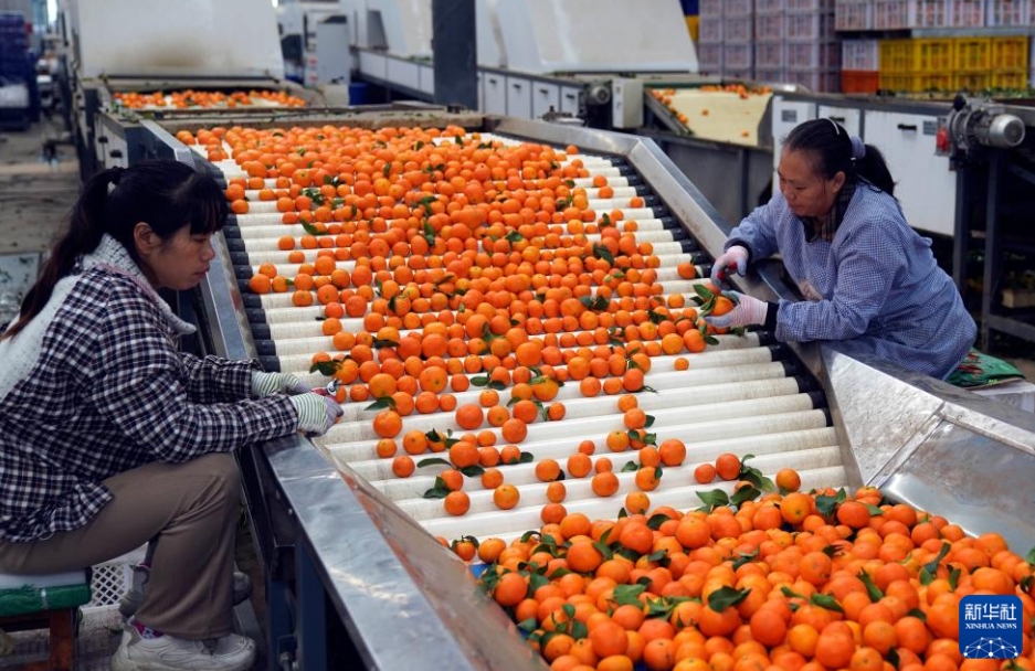 農家の増収を後押しするミカン産業　雲南省華寧