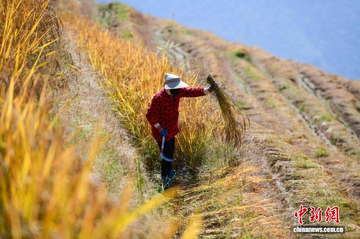 稲刈りシーズン迎えた竜勝棚田　広西