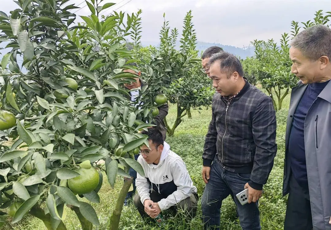 学生とオレンジの木をチェックする曹立先生(写真右から2番目)。