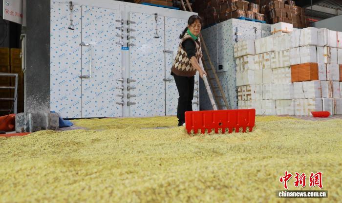 豊かな暮らしをもたらすキンモクセイの香り　広西・三江