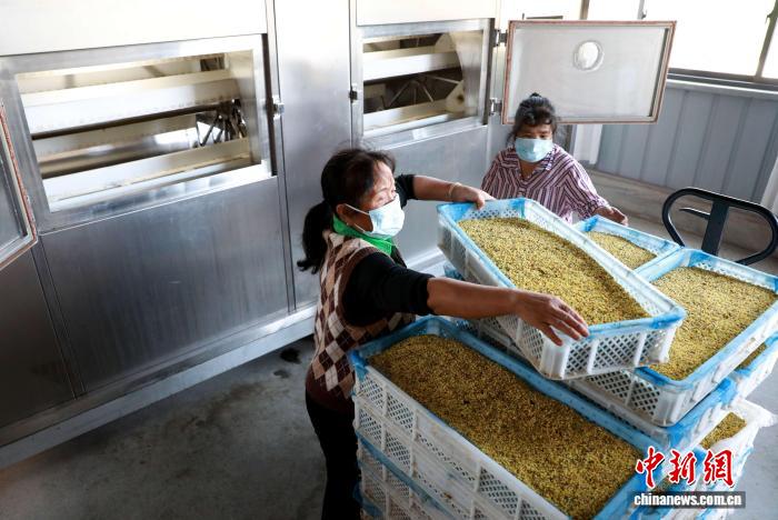 豊かな暮らしをもたらすキンモクセイの香り　広西・三江