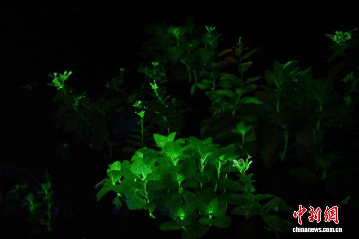 第32回広州園林博覧会（秋季）が広州で開幕　広東省