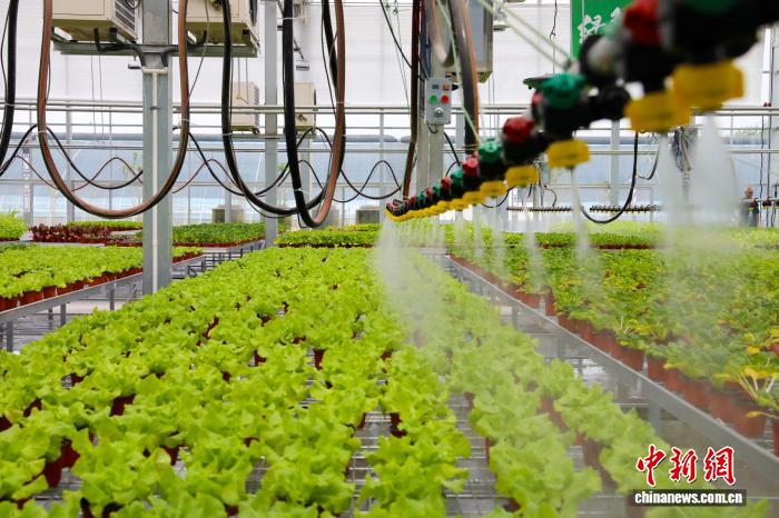 第8回北京・天津・河北野菜産業発展大会が市民の買い物かごを豊かに