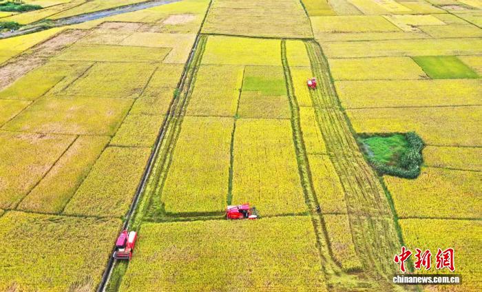 晩生稲の稲刈りスタート、機械化が豊作と増収を後押し　広西