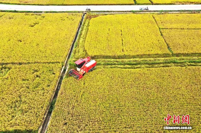 晩生稲の稲刈りスタート、機械化が豊作と増収を後押し　広西