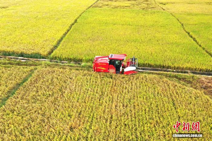 晩生稲の稲刈りスタート、機械化が豊作と増収を後押し　広西