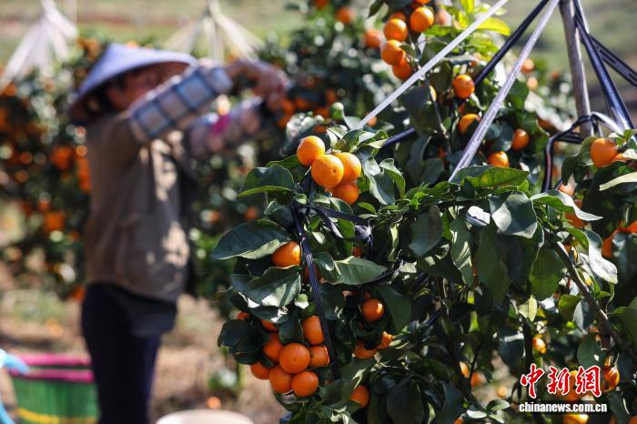 収穫を待つ栽培拠点の金秋砂糖橘（11月12日撮影・瞿宏倫）。